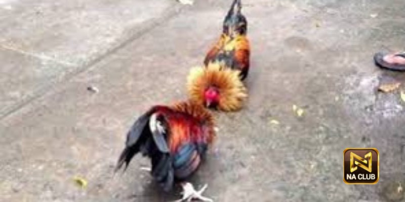 Đá gà na99 có giấy phép hoạt động hợp pháp