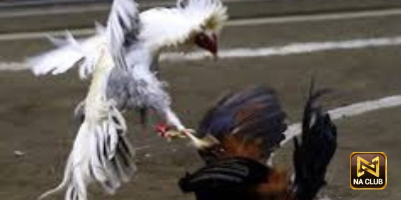 Tỷ lệ thưởng cao ngất ngưởng
