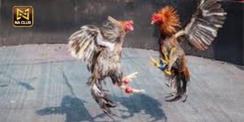 Thông tin đánh giá tổng quan về đá gà na99